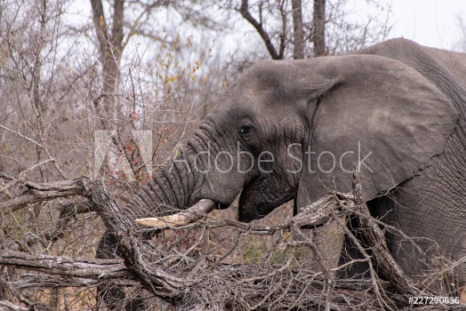 Picture of Elephant profile